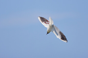 Common Tern Sterna hirundo in a typical coastal habitat