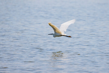 Great White Egret Egretta alba in flight on a sunny summer day