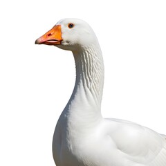 Majestic White Goose Portrait Close Up
