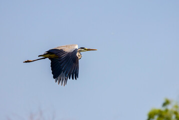 Beautiful Grey heron, Ardea cinerea, in flight