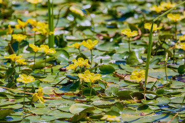 Flowers of yellow floating heart, aquatic plant. Nymphoides peltata