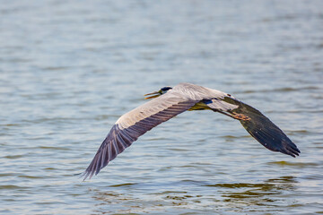 Beautiful Grey heron, Ardea cinerea, in flight