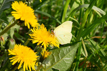 Cabbage butterfly (Pieris brassicae) feeding on a dandelion flower