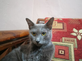 A striking grey cat with bright yellow eyes is captured in a close-up, head-on portrait