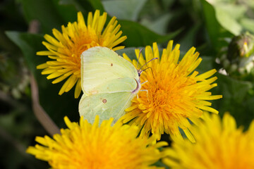 Cabbage butterfly (Pieris brassicae) feeding on a dandelion flower