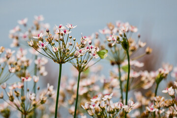 Butomus umbellatus grows near the water