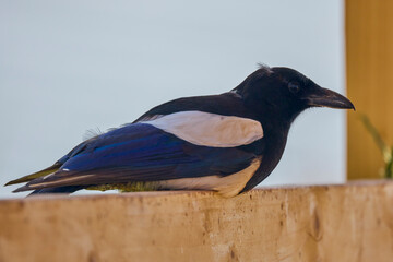 a magpie sitting on a wooden fence