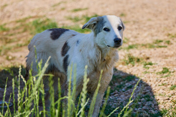 an abandoned dog with a sad face