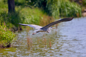 Beautiful Grey heron, Ardea cinerea, in flight