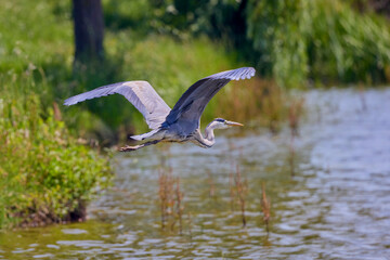 Beautiful Grey heron, Ardea cinerea, in flight