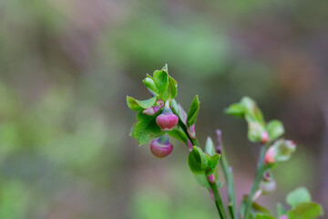 Blueberry blossom, blueberry flowers, wild blueberry, dew on a flower. Small pink buds of wild blueberries on a bush in spring.