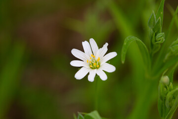 Stellaria holostea. delicate forest flowers of the chickweed, Stellaria holostea or Echte...