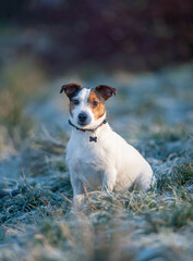 Cute Jack Russel Terrier portrait on a winter day