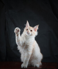 Cute Maine Coon kitten waving