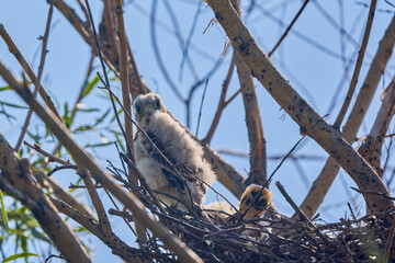 baby hawk in a nest in a tree