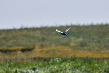 Common Tern Sterna hirundo in a typical coastal habitat