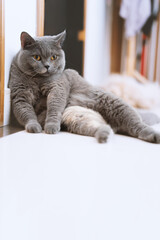 A slightly fat grey British shorthair blue cat lies against the wall to rest like a human
