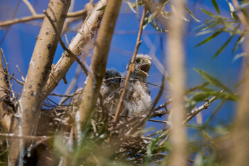 baby hawk in a nest in a tree