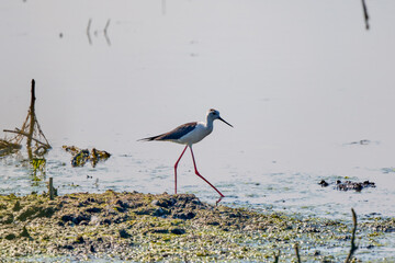 Himantopus himantopus on a lake on a sunny summer day