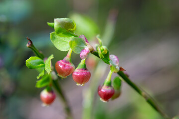 Blueberry blossom, blueberry flowers, wild blueberry, dew on a flower. Small pink buds of wild blueberries on a bush in spring.