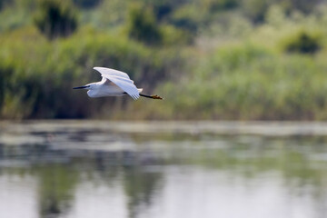 Great White Egret Egretta alba in flight on a sunny summer day