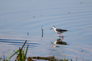 Himantopus himantopus on a lake on a sunny summer day