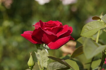 red valentine rose and rose buds