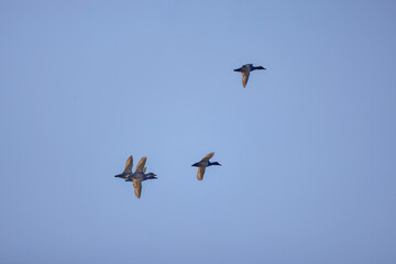 wild ducks in flight in the sky