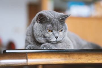 A slightly fat grey British shorthair cat is lying on the glass coffee table in the living room enjoying the sunshine