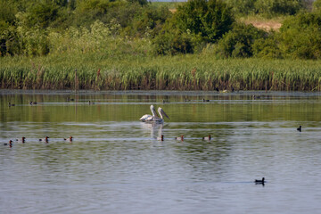 image from a lake near a city with pelicans and other birds