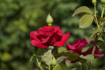 red valentine rose and rose buds