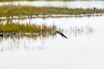 Himantopus himantopus in flight on a sunny summer day