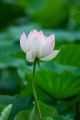 Obraz premium Beautiful pink lotus flowers bloom among the green lotus leaves