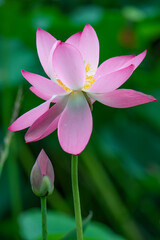 Fototapeta premium Beautiful pink lotus flowers bloom among the green lotus leaves
