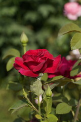 red valentine rose and rose buds