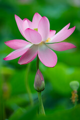 Fototapeta premium Beautiful pink lotus flowers bloom among the green lotus leaves