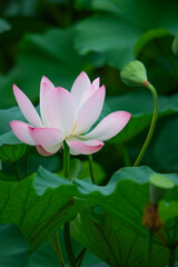 Beautiful pink lotus flowers bloom among the green lotus leaves