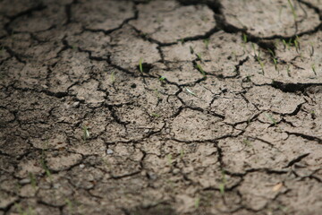 Cracked Earth: An eye-level shot captures the textures and patterns of parched earth, with deep fissures. The photograph evokes the desolation of drought, emphasizing the impact of climate change.