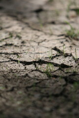 Barren Earth: A stark image revealing the cracked earth of a dried land, with tiny green shoots of resilience.