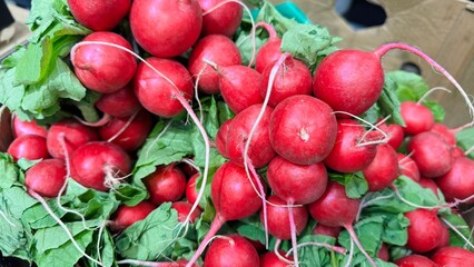 Bunches of fresh red radishes with leafy green tops at a market or harvest, vibrant and healthy produce