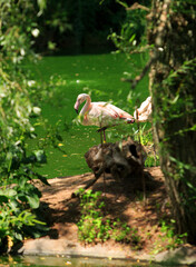 (Phoenicopterus roseus) - Greater flamingo standing in a small lake framed by overgrowing trees and shrubs