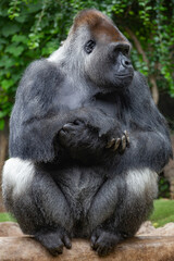 The gorilla is a huge primate.