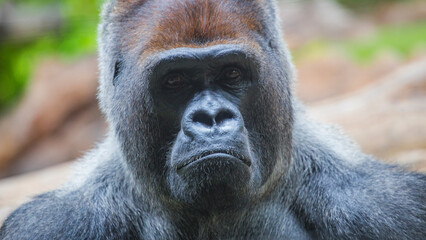 Obraz premium The gorilla is a huge primate.