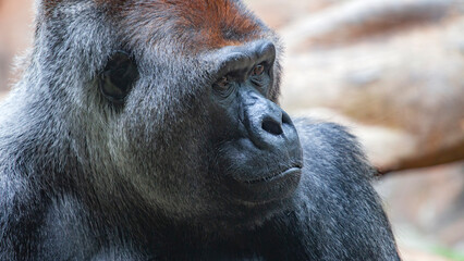 The gorilla is a huge primate.