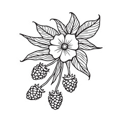 Raspberry and Flower Botanical Illustration