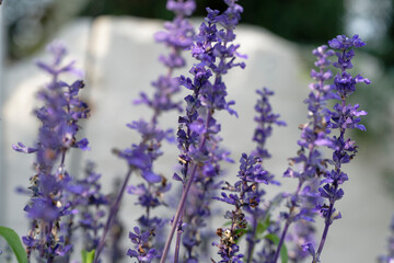 lavender flowers in the garden