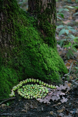 mandala composed of oak acorns in forest, nature background. oak tree trunk and many green acorns on forest earth. Outdoor activity art, mandala pattern of green acorns. Land art design