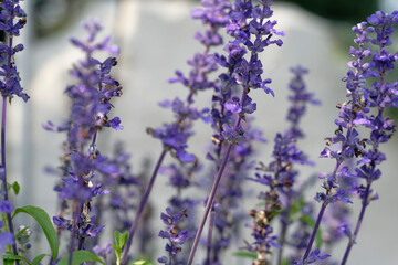 lavender flowers in the garden