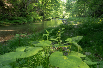新緑の中を流れる南会津の湯ノ岐川
