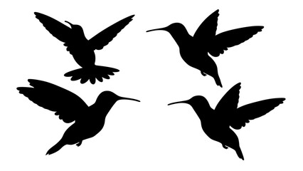 humming bird silhouette vector illustration on tranparent background